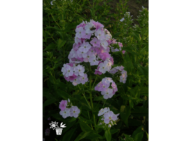 Phlox paniculata   'Cool Water'